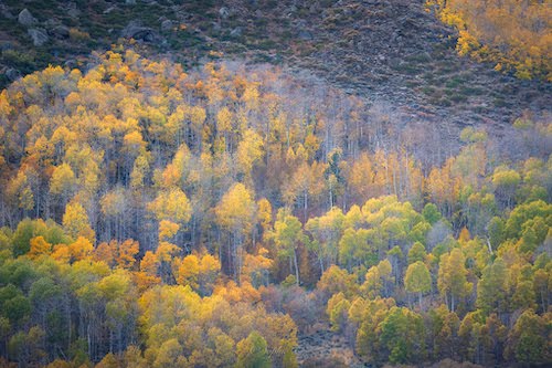 Bishop, CA