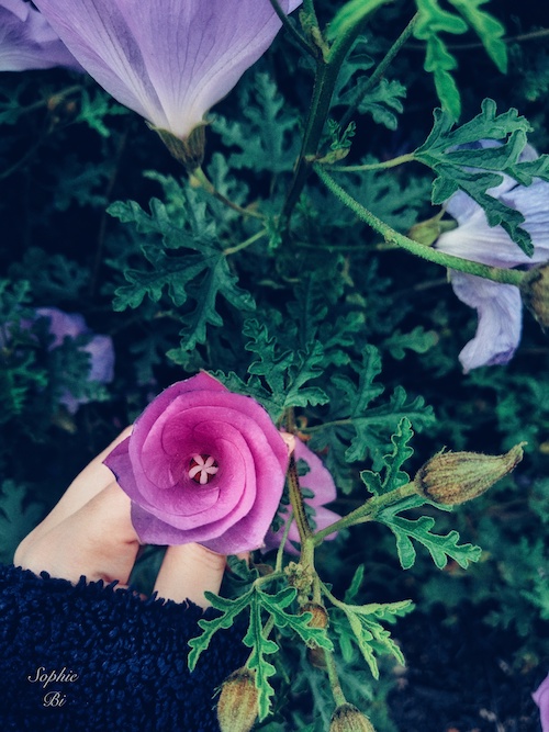 CA, US