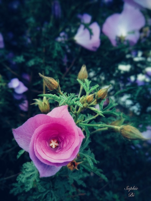 CA, US